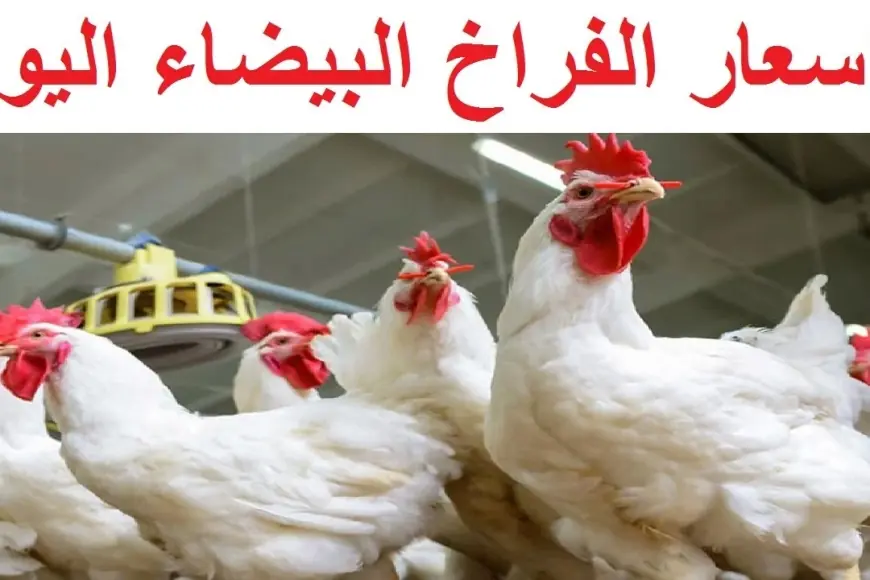 أسعار الفراخ البيضاء اليوم الثلاثاء 22 أبريل 2025 في بورصة الدواجن وكرتونة البيض في المحلات والأسواق