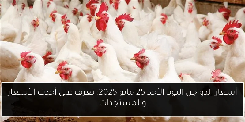 أسعار الدواجن اليوم الأحد 25 مايو 2025: تعرف على أحدث الأسعار والمستجدات