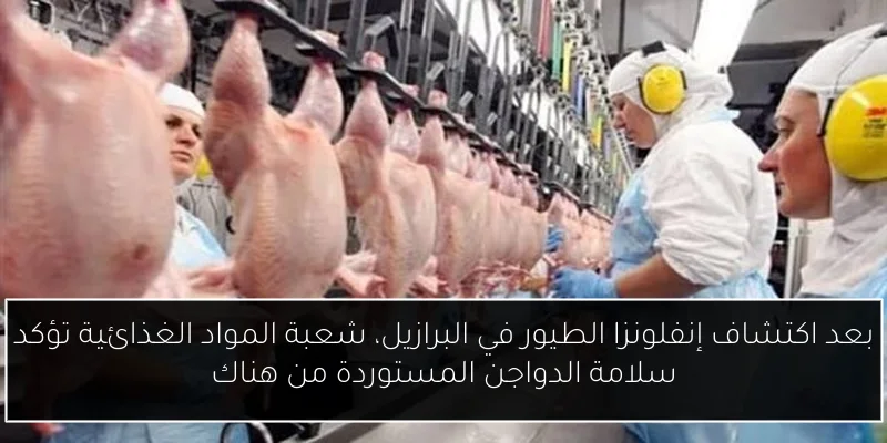 بعد اكتشاف إنفلونزا الطيور في البرازيل، شعبة المواد الغذائية تؤكد سلامة الدواجن المستوردة من هناك