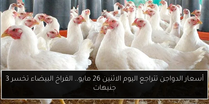 أسعار الدواجن تتراجع اليوم الاثنين 26 مايو.. الفراخ البيضاء تخسر 3 جنيهات