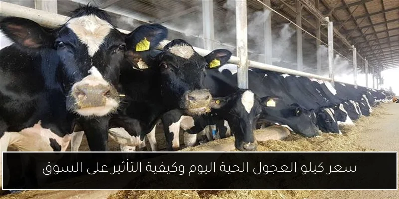 سعر كيلو العجول الحية اليوم وكيفية التأثير على السوق