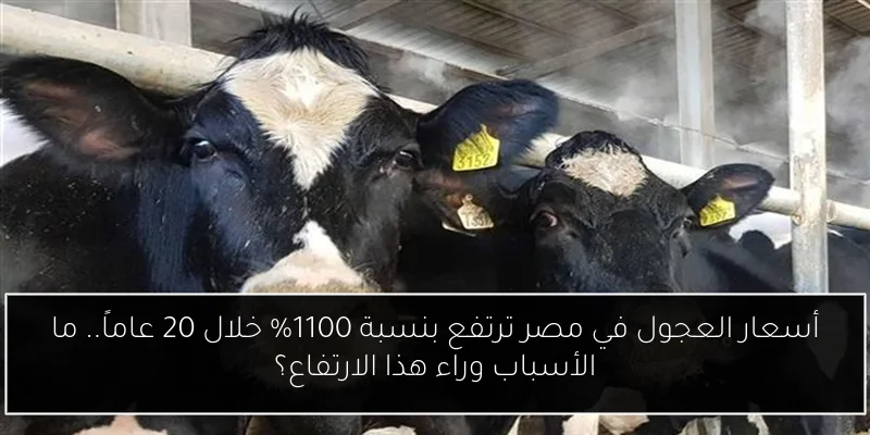 أسعار العجول في مصر ترتفع بنسبة 1100% خلال 20 عاماً.. ما الأسباب وراء هذا الارتفاع؟