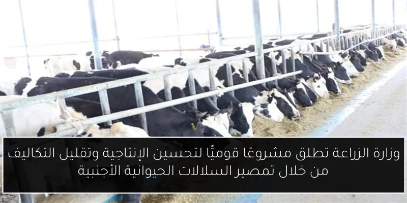 وزارة الزراعة تطلق مشروعًا قوميًّا لتحسين الإنتاجية وتقليل التكاليف من خلال تمصير السلالات الحيوانية الأجنبية