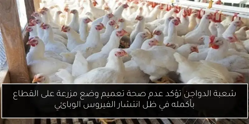 شعبة الدواجن تؤكد عدم صحة تعميم وضع مزرعة على القطاع بأكمله في ظل انتشار الفيروس الوبائي