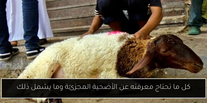 كل ما تحتاج معرفته عن الأضحية المجزئة وما يشمل ذلك