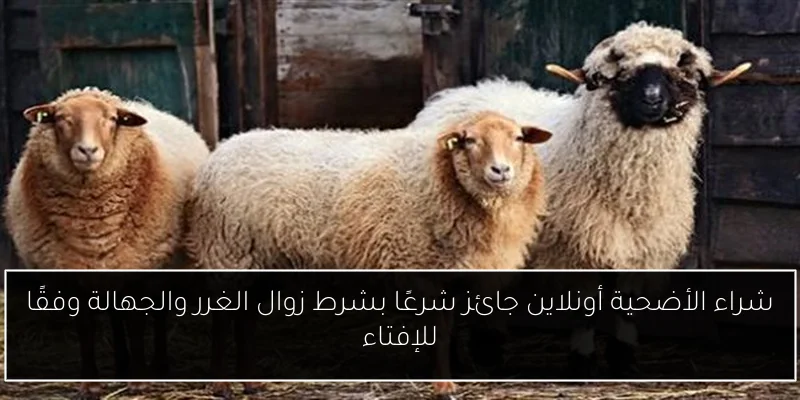 شراء الأضحية أونلاين جائز شرعًا بشرط زوال الغرر والجهالة وفقًا للإفتاء