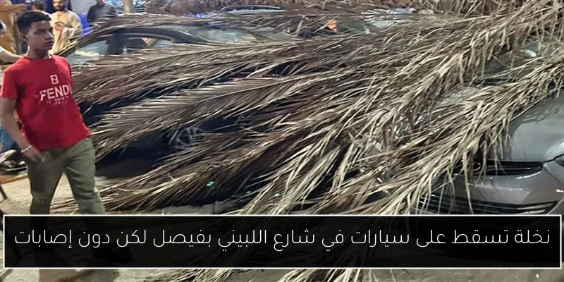 نخلة تسقط على سيارات في شارع اللبيني بفيصل لكن دون إصابات