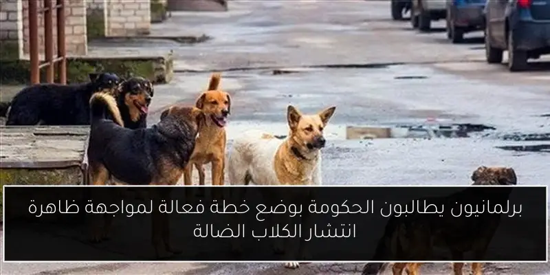 برلمانيون يطالبون الحكومة بوضع خطة فعالة لمواجهة ظاهرة انتشار الكلاب الضالة