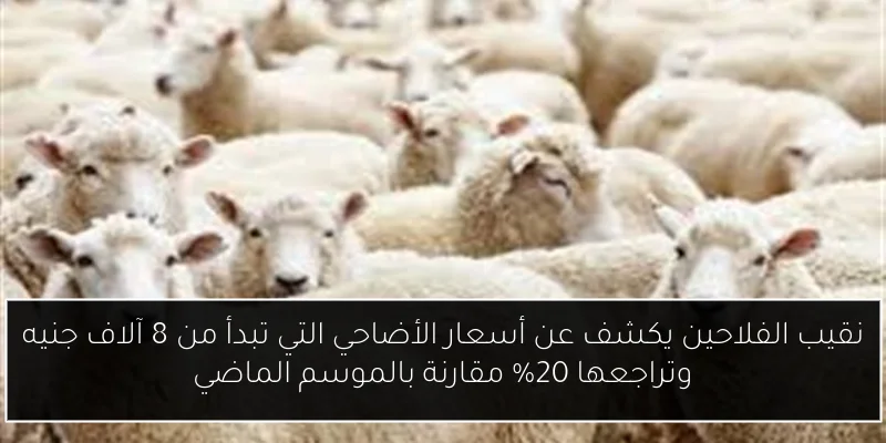 نقيب الفلاحين يكشف عن أسعار الأضاحي التي تبدأ من 8 آلاف جنيه وتراجعها 20% مقارنة بالموسم الماضي