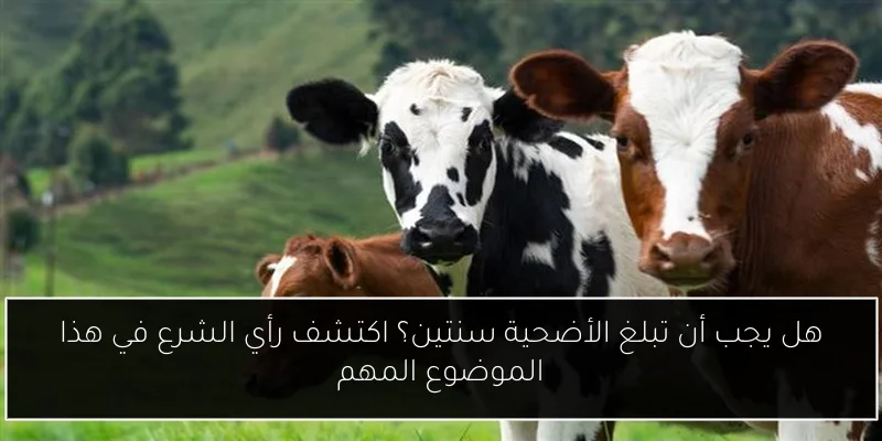 هل يجب أن تبلغ الأضحية سنتين؟ اكتشف رأي الشرع في هذا الموضوع المهم