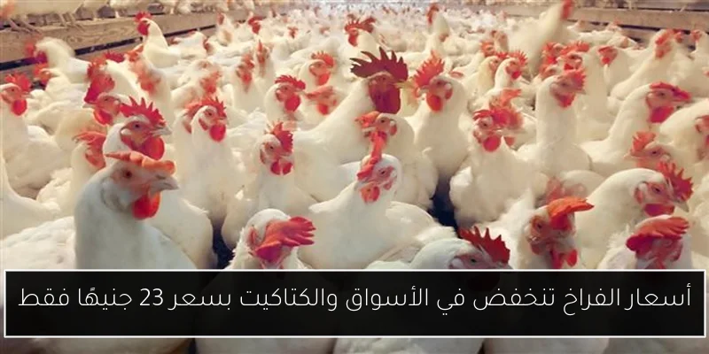 أسعار الفراخ تنخفض في الأسواق والكتاكيت بسعر 23 جنيهًا فقط