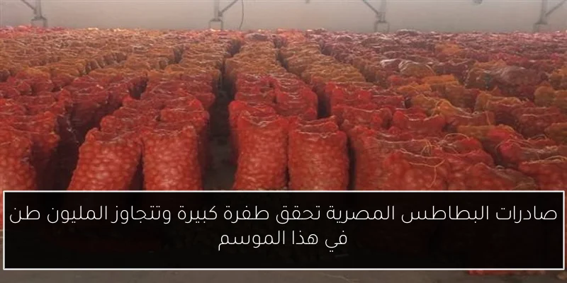 صادرات البطاطس المصرية تحقق طفرة كبيرة وتتجاوز المليون طن في هذا الموسم