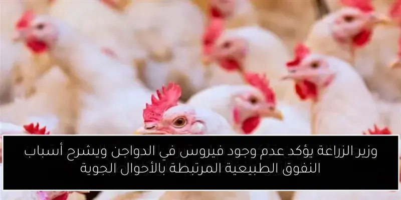 وزير الزراعة يؤكد عدم وجود فيروس في الدواجن ويشرح أسباب النفوق الطبيعية المرتبطة بالأحوال الجوية