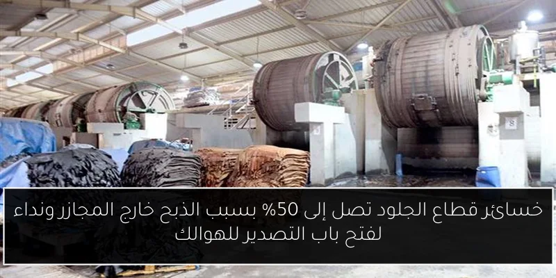 خسائر قطاع الجلود تصل إلى 50% بسبب الذبح خارج المجازر ونداء لفتح باب التصدير للهوالك