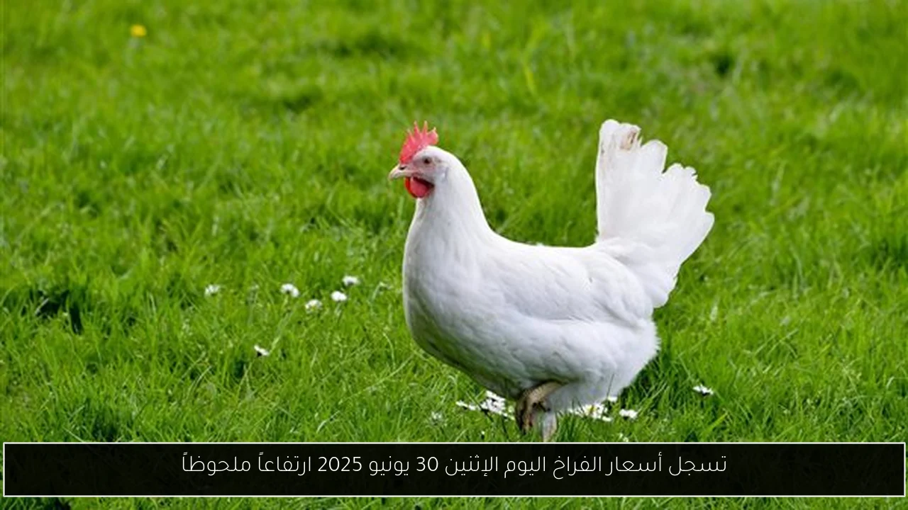 تسجل أسعار الفراخ اليوم الإثنين 30 يونيو 2025 ارتفاعاً ملحوظاً