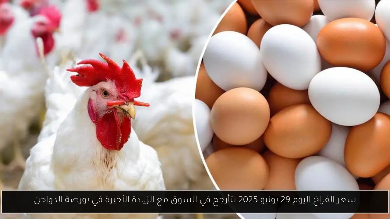 سعر الفراخ اليوم