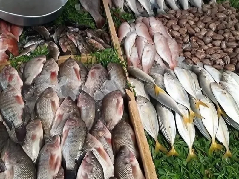 اسعار السمك اليوم 