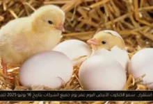 سعر الكتكوت الأبيض اليوم عمر يوم جميع الشركات