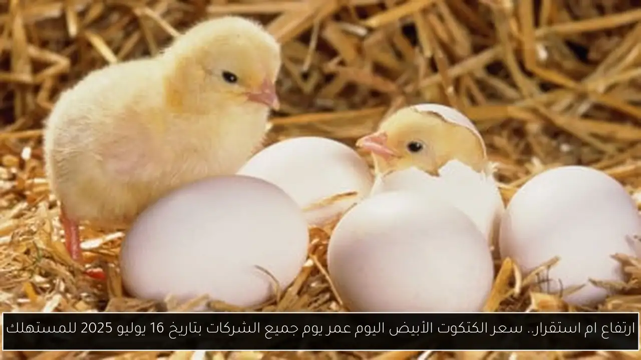 سعر الكتكوت الأبيض اليوم عمر يوم جميع الشركات