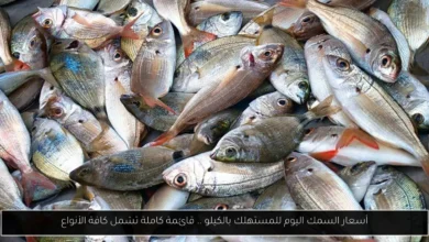 أسعار السمك اليوم للمستهلك