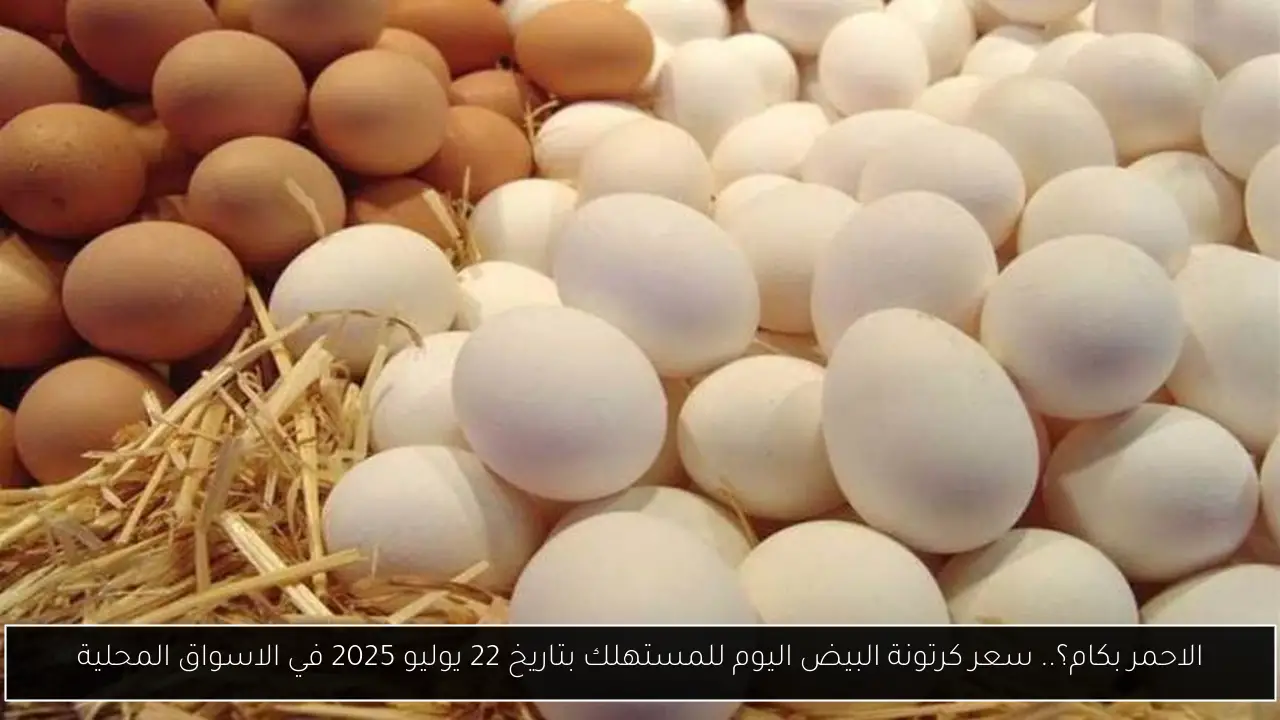 سعر كرتونة البيض اليوم للمستهلك