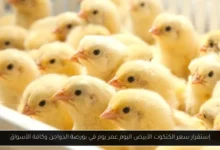 سعر الكتكوت الأبيض اليوم عمر يوم