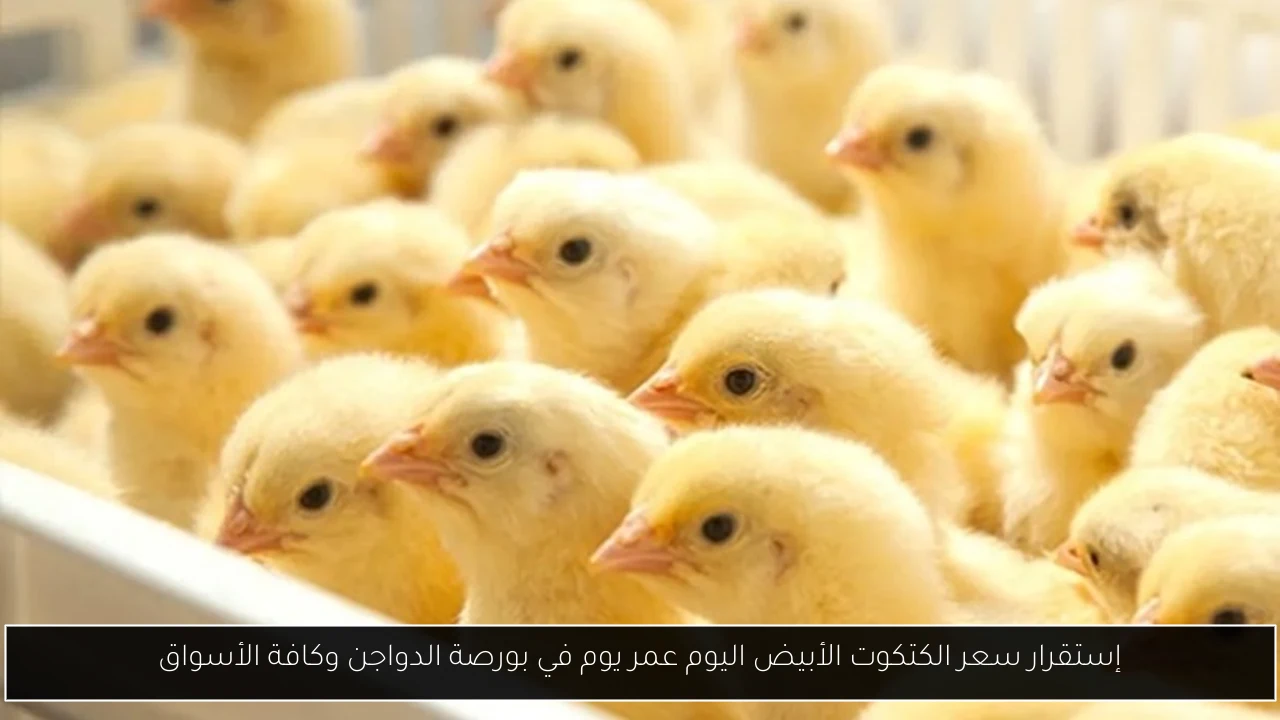 سعر الكتكوت الأبيض اليوم عمر يوم