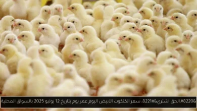 سعر الكتكوت الأبيض اليوم عمر يوم