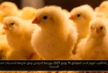 اسعار الكتاكيت اليوم 