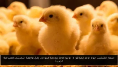 اسعار الكتاكيت اليوم 