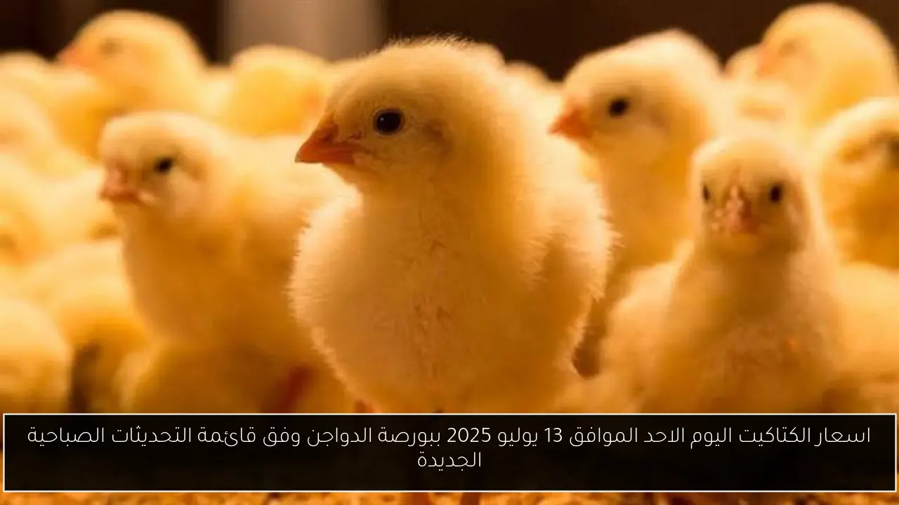 اسعار الكتاكيت اليوم