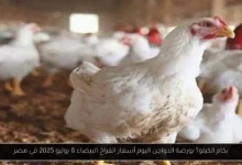 بورصة الدواجن اليوم أسعار الفراخ البيضاء