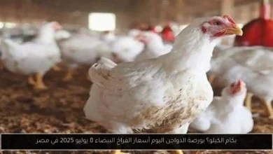بورصة الدواجن اليوم أسعار الفراخ البيضاء