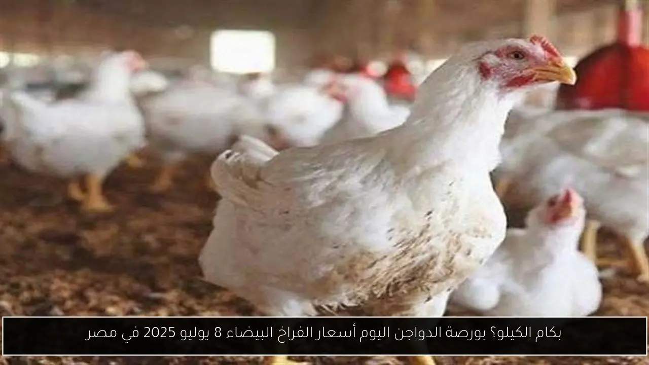 بورصة الدواجن اليوم أسعار الفراخ البيضاء