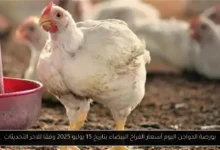 بورصة الدواجن اليوم أسعار الفراخ البيضاء