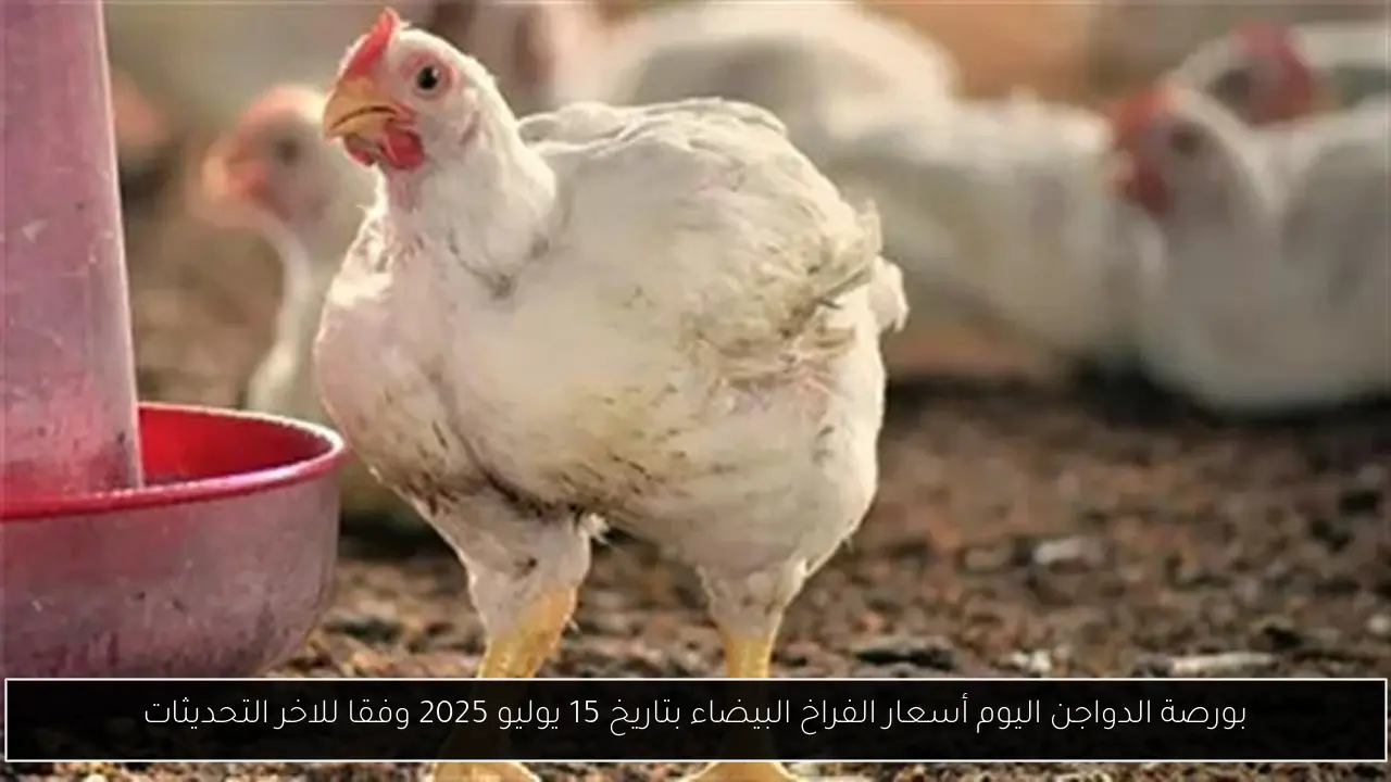 بورصة الدواجن اليوم أسعار الفراخ البيضاء