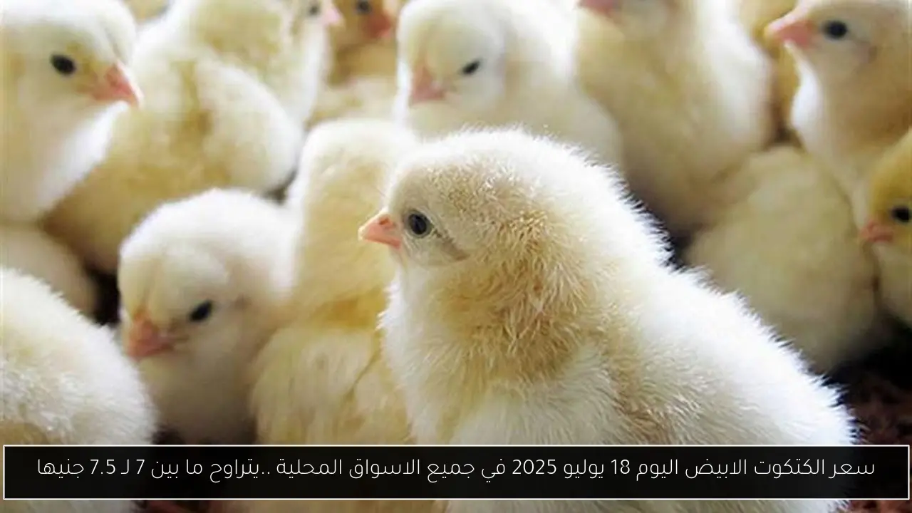 سعر الكتكوت الابيض اليوم