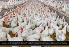 بورصة الدواجن اليوم أسعار الفراخ البيضاء