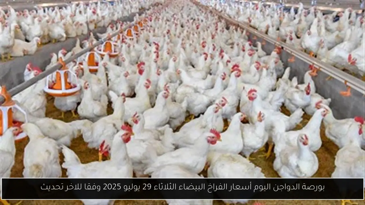 بورصة الدواجن اليوم أسعار الفراخ البيضاء