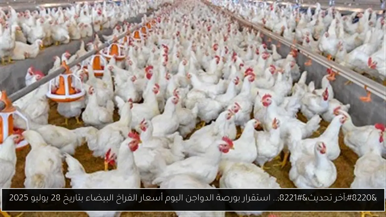 بورصة الدواجن اليوم أسعار الفراخ البيضاء