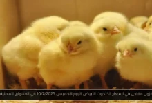 اسعار الكتكوت الابيض اليوم