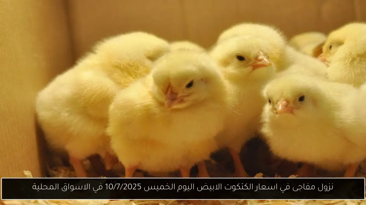 اسعار الكتكوت الابيض اليوم