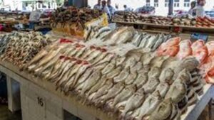 اسعار السمك اليوم