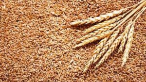 سعر طن الأرز الشعير اليوم