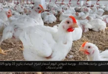 بورصة الدواجن اليوم أسعار الفراخ البيضاء