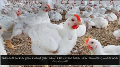 بورصة الدواجن اليوم أسعار الفراخ البيضاء