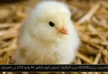 سعر الكتكوت الابيض اليوم