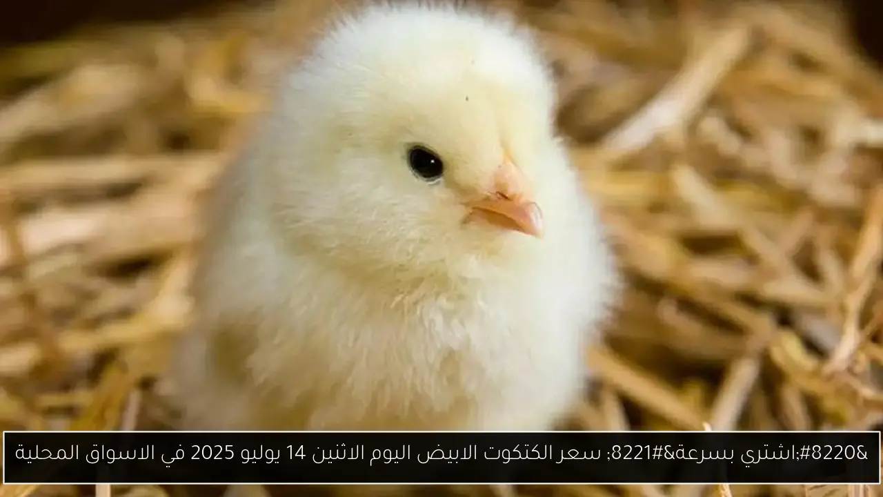 سعر الكتكوت الابيض اليوم