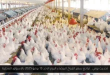 سعر الفراخ البيضاء اليوم
