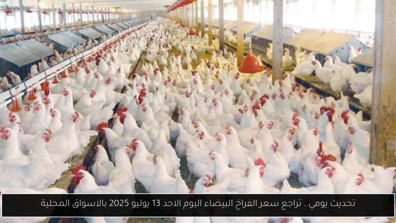 سعر الفراخ البيضاء اليوم